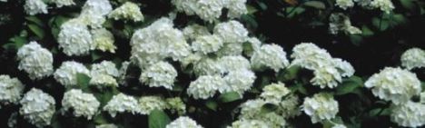 Witte boerenhortensia 30-40cm - pot 3L