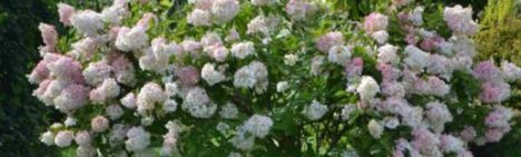 Pluimhortensia 'Grandiflora' 60-80cm - pot 7,5L