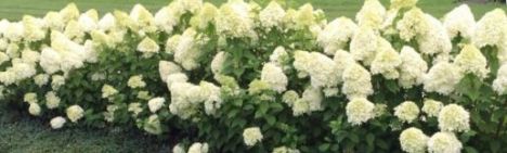 Pluimhortensia 'Limelight' 100-125cm - pot 20L