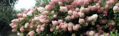 Pluimhortensia 'Phantom' 100-125cm - kluit