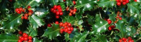 Ilex aquifolium 200-225cm - kluit