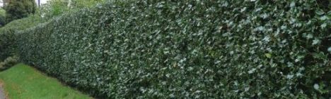 Ilex aquifolium 'Alaska' 125-150cm - kluit