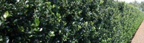 Ilex meserveae 'Blue Prince' 100-125cm - kluit