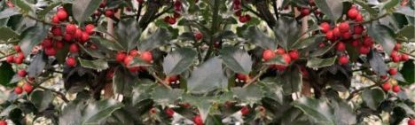 Ilex meserveae 'Blue Princess' 60-80cm - kluit