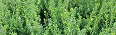 Ilex crenata 'Caroline Upright' 60-80cm - pot 10L