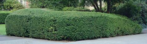 Ilex crenata 'Convexa' 40-60cm - kluit