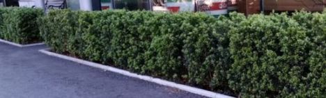 Ilex crenata 'Dark Green' 20-30cm - pot 2L