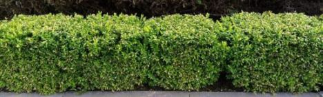 Ilex crenata 'Green Hedge' 40-60cm - kluit