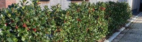 Ilex meserveae 'Heckenfee' 200-225cm - kluit
