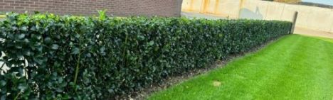 Ilex meserveae 'Heckenstar' 175-200cm - kluit