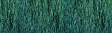 Juniperus 'Blue Arrow' 150-175cm - kluit