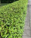 Prunus laurocerasus 'Angustifolia'