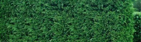 Leylandii Cypres '2001' 500-600cm - kluit