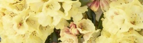 Lichtgele Rhododendron 30-40cm - pot 10L
