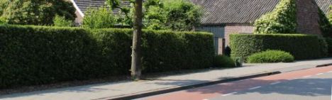 Liguster Atrovirens 125-150cm - kluit