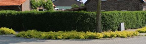 Haagliguster ovalifolium 60-80cm - pot 2L