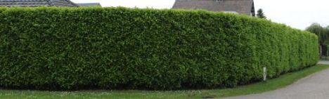 Laurier Novita 125-150cm - kluit