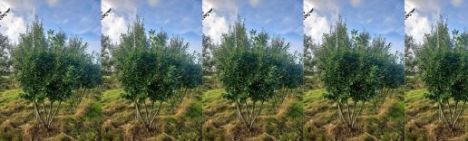 Laurier Novita 300cm - Meerstammig Parapluvorm