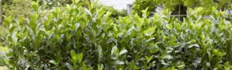 Laurier Obelisk 100-125cm - kluit