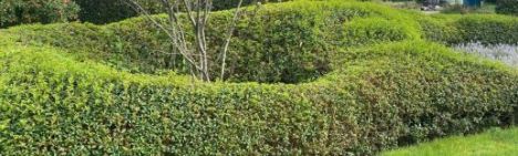 Osmanthus burkwoodii 30-40cm - pot 2L