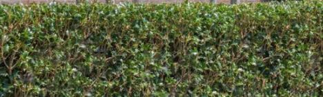 Osmanthus heterophyllus 125-150cm - kluit