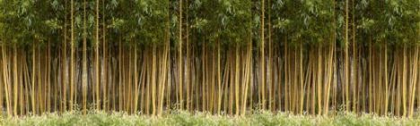 Phyllostachys Aurea 200-250cm - pot 30L (10-12 halmen)