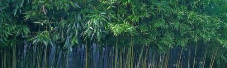 Phyllostachys Bissetii 200-250cm - pot 30L (10-12 halmen)