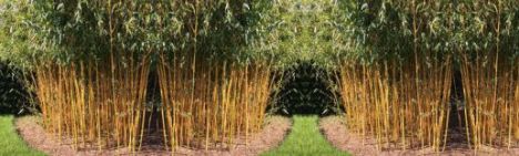 Phyllostachys Aureosulcata 'Spectabilis' 400-500cm - pot 70L (8-14 halmen)