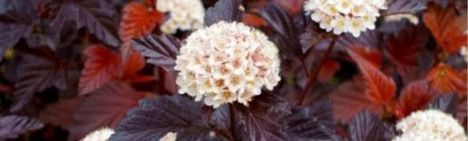 Blaasspirea - 150-175cm - pot 10L