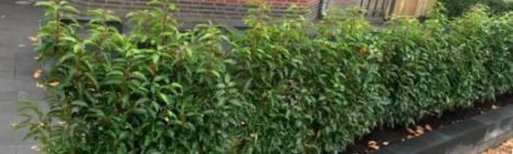 Prunus laurocerasus 'Angustifolia'