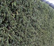 Prunus laurocerasus 'Angustifolia'