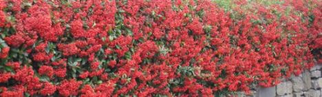 Vuurdoorn 'Red Column' - 150-175cm - pot 20L