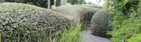 Steeneik 100-125cm - pot 10L