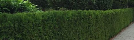 Taxus 275-300cm - kluit - Prijs op aanvraag