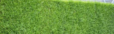 Thuja Atrovirens 250-275cm - kluit