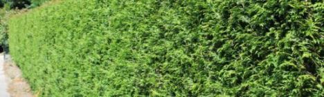 Thuja Brabant 225-250cm - kluit