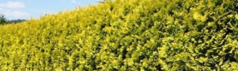 Thuja 'Golden Brabant' 100-125cm - kluit