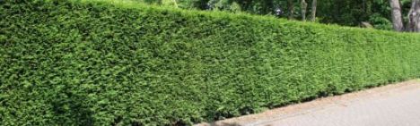 Thuja King of Brabant 125-150cm - kluit