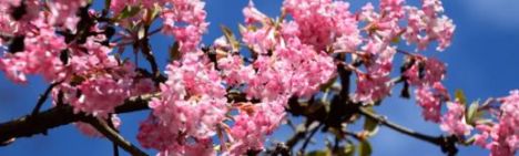Viburnum bodn. 'Charles Lamont' 100-125cm - kluit