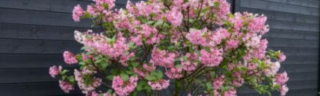 Viburnum bodn. 'Dawn' 100-125cm - kluit