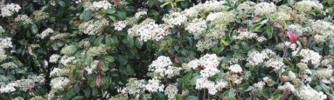 Viburnum tinus 40-50cm - kluit
