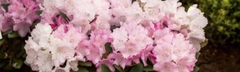 Wit-roze Rhododendron 30-40cm - pot 10L