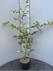 Groene beuk in pot kopen