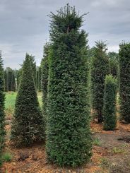 275-300cm Taxus