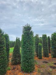Taxus 275-300