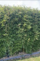 Fargesia robusta Campbell 300+cm Solitair 100-150cm breed