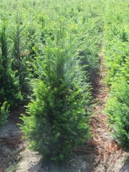 Taxus 80-100cm