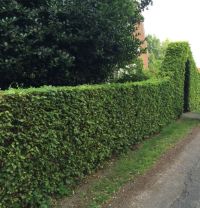 Groene Beuk 175-200cm