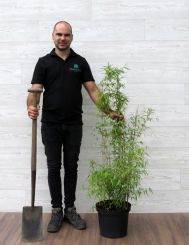 Fargesia Jiuzhaigou 100-150cm in 10 liter pot