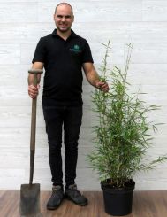 Fargesia robusta Campbell 100-125cm in 10 liter pot